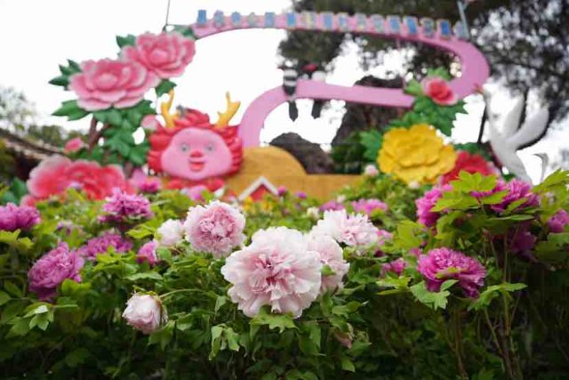 昆明昙华寺的牡丹花,昆明昙华寺牡丹花展