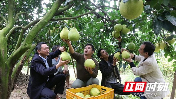 江永香柚黄,江永香柚好吃吗
