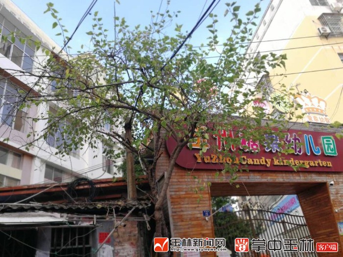 白糖老式薄脆饼干工厂,这家老字号食品厂选料细心