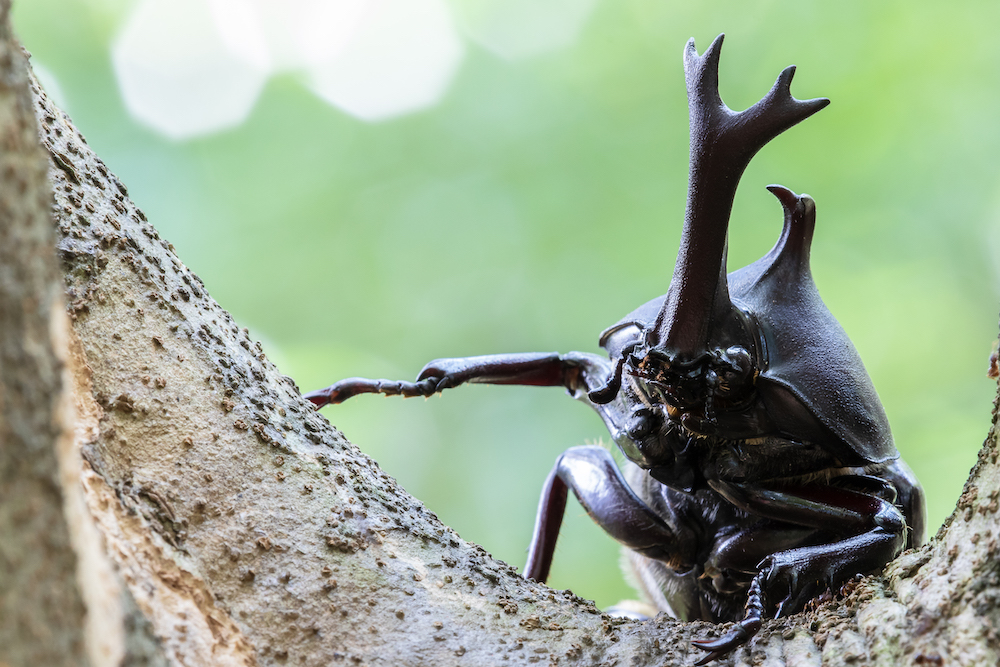 日本公司推出“昆虫殡葬服务”，你会为昆虫花钱举行葬礼吗？