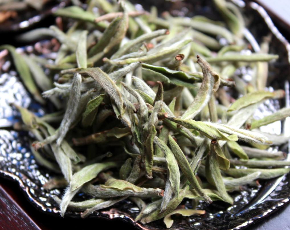 政和白茶顺应天时,政和白茶的种植方法