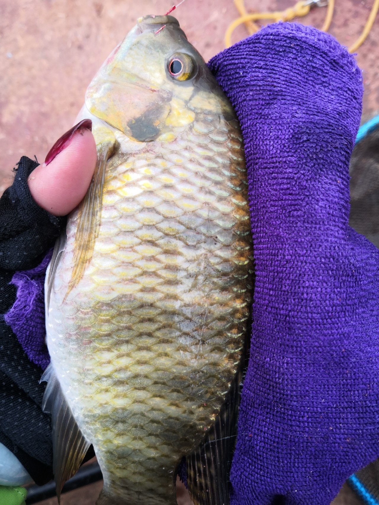 梅子姐这次选了没有打窝的钓位，渔获究竟如何呢