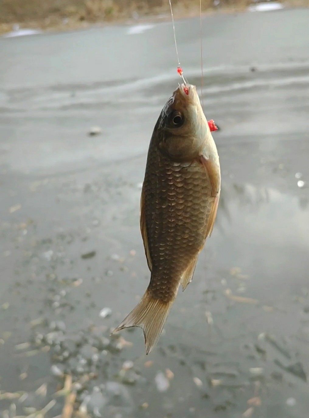 气温零下钓鲤鱼,寒冬钓鱼中鱼视频