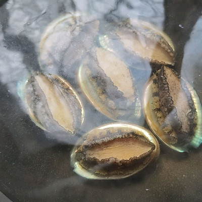 葱油鲍鱼这样做q弹嫩滑,鲍鱼q弹鲜香好吃到停不下来