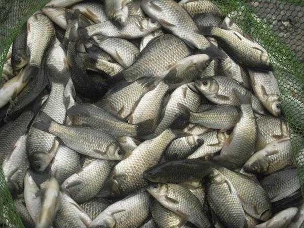 邓刚大师讲解调漂,新手立漂调漂的正确方法和技巧