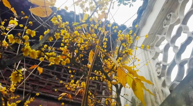 苏州赏腊梅最佳去处,苏州腊梅观赏攻略