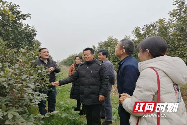 常德西湖:田园村里林果香科技创新奔富路