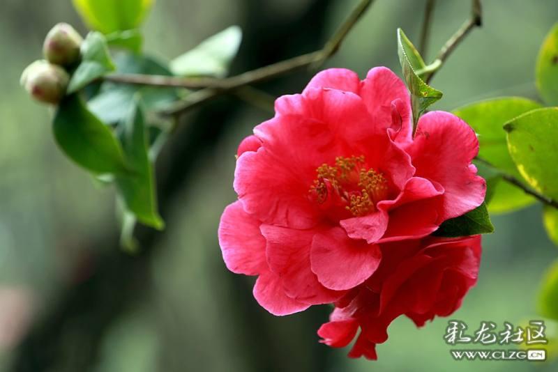 过年去云南哪里最有年味,春节期间云南哪些地方年味足