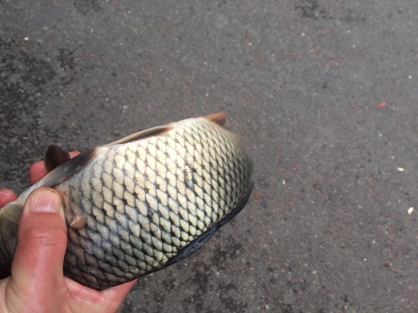 用老婆的菜篮子装新年的第一“金”