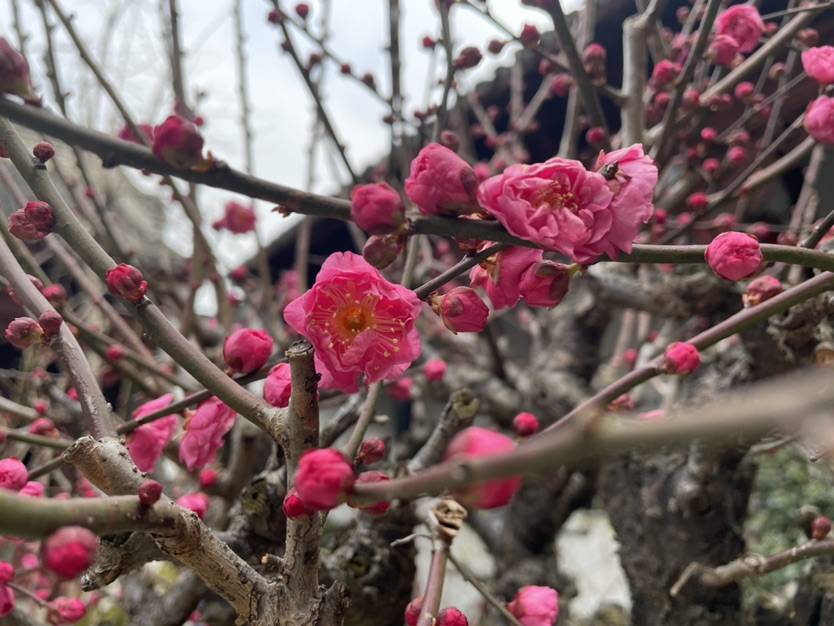 苏州免费赏梅最好的地方,梅花盛开踏青赏梅好去处