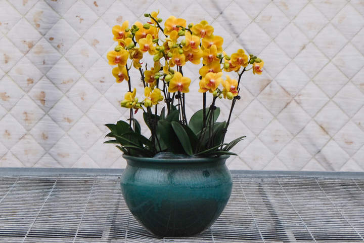 年销五六十万株，你家中摆的蝴蝶兰可能来自杭州这里！来小时晒元宵，送你年宵花