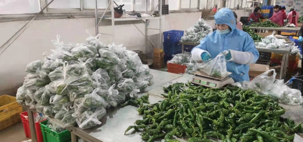 伊川县物流,伊川县水寨镇货运部