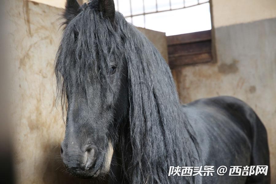 马术教练教学生视频,马术教练教你认识各种马