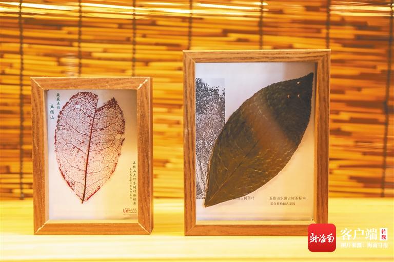 海南日报周刊,海南周刊去哪拿