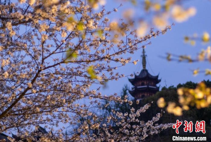 樱花的花期到底有多久,樱花的花期一共有几天