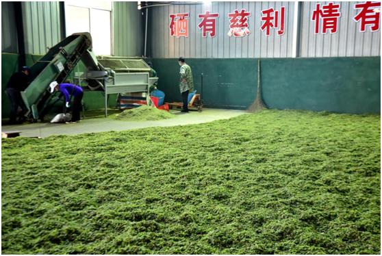 常喝一杯杜仲雄花茶，助力好睡眠