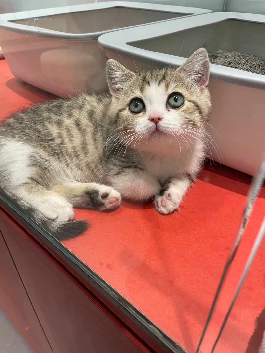 宠物方舱,宠物方舱真相在哪