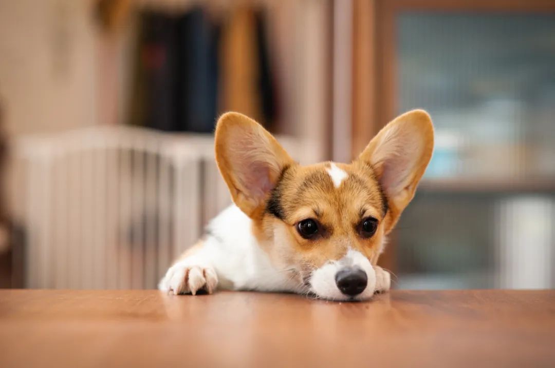 宠物方舱,宠物方舱真相在哪