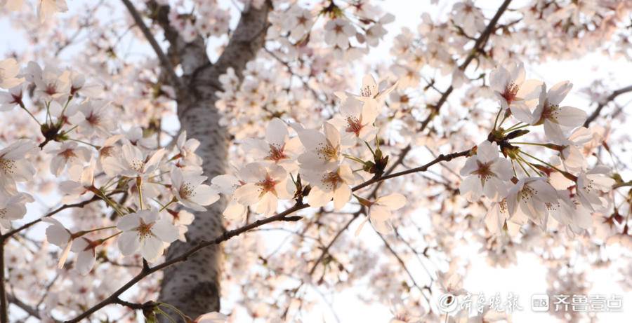 桃花李花樱花杏花海棠梅花区别,怎么区分樱花梅花桃花杏花