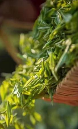 鍒涙柊璧嬭兘鏂囧寲璧嬭兘,宕傚北鑼跺彾鏂囨梾缁撳悎