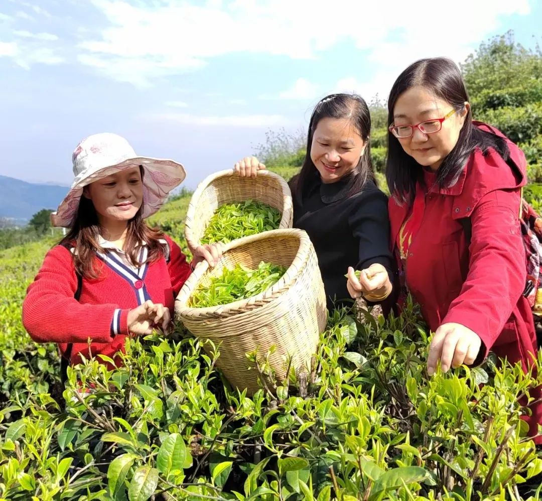 美轮美奂的天然茶园简直恍如仙境,华蓥市红岩茶园