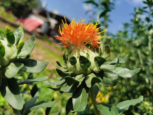 “小红花”开出好“钱”景