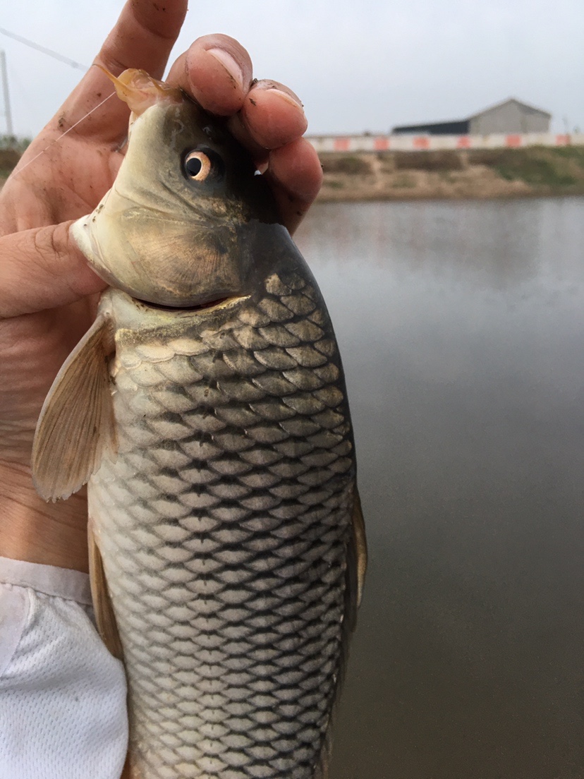 518战法口诀,518学习法