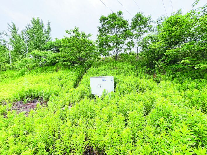 一枝黄花现身合肥,合肥市芙蓉社区