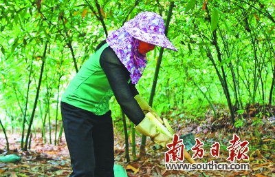 笋要剥到哪里,笋到家了前面一句是什么