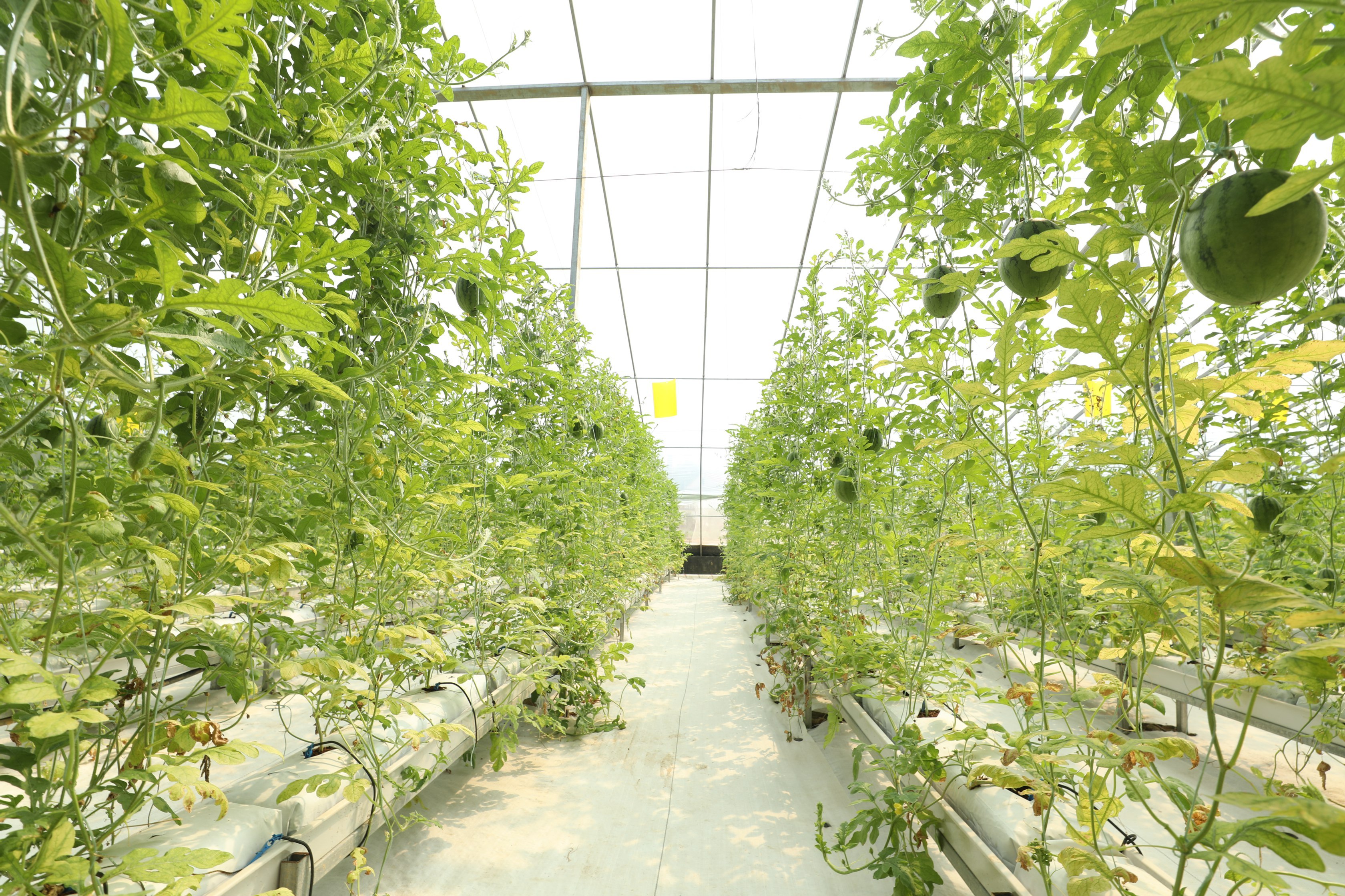 芦溪县着力打造乡村振兴风景线,萍乡乡村振兴示范基地