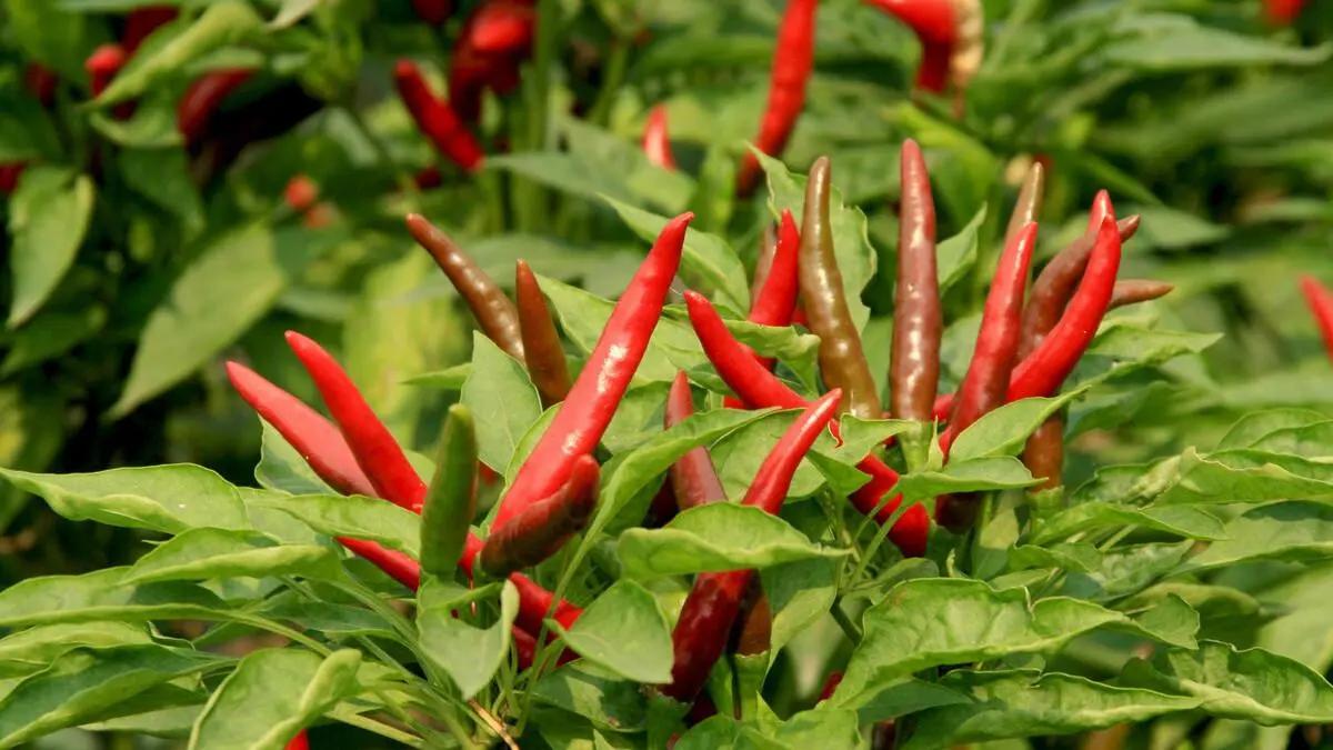 民企365个故事,中国民企故事