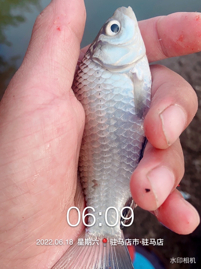 「618」清晨感受雨露清凉，迟来的鲫妹成为收杆鱼
