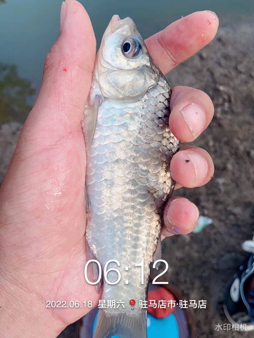 「618」清晨感受雨露清凉，迟来的鲫妹成为收杆鱼