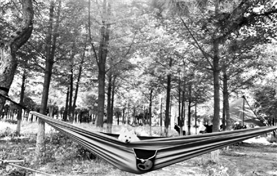 绿野仙踪一日游,去绿野仙踪丛林乐园游玩