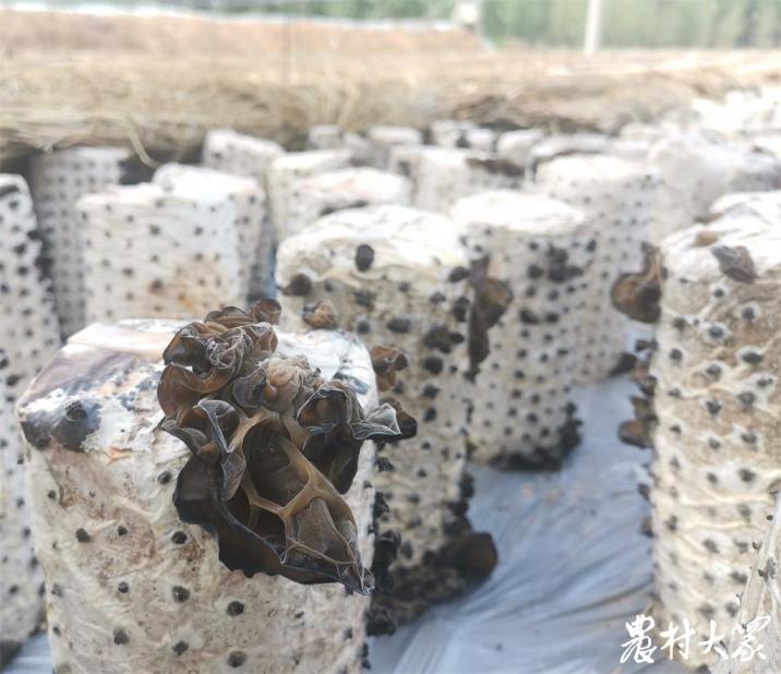 农民青年种植木耳创业故事,种植木耳致富增收