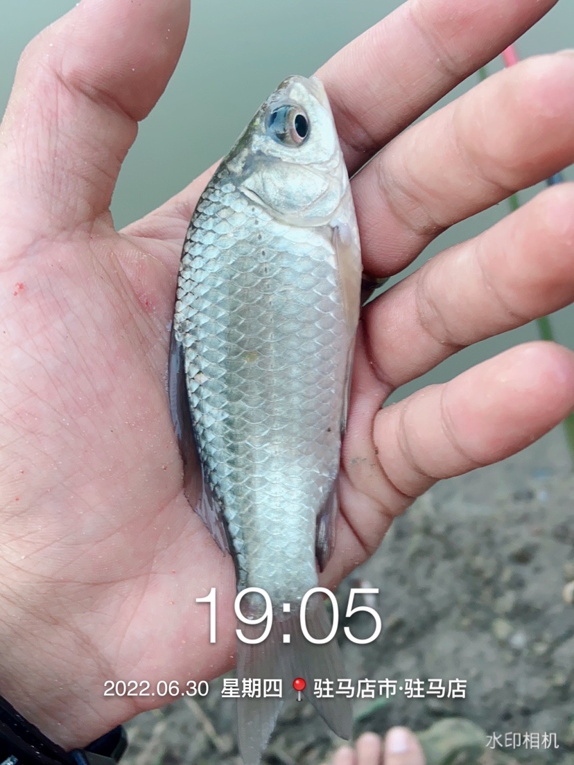 奶鲫连竿田螺闹,喜获板鲫把盆爆