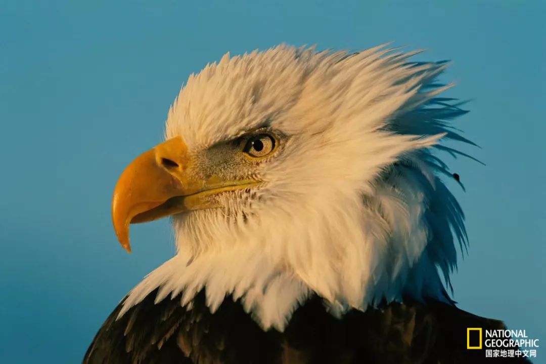 电影诞生以来最伟大的30部作品,最伟大的作品详解