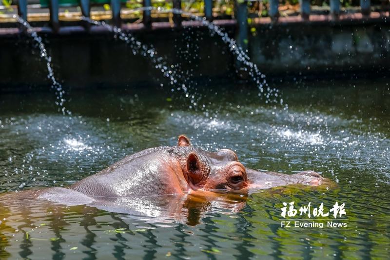 福州最值得去的动物园,动物园夏日清凉