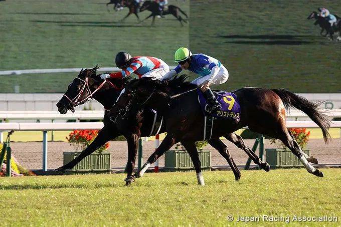 香港赛马为何难出三冠马王？