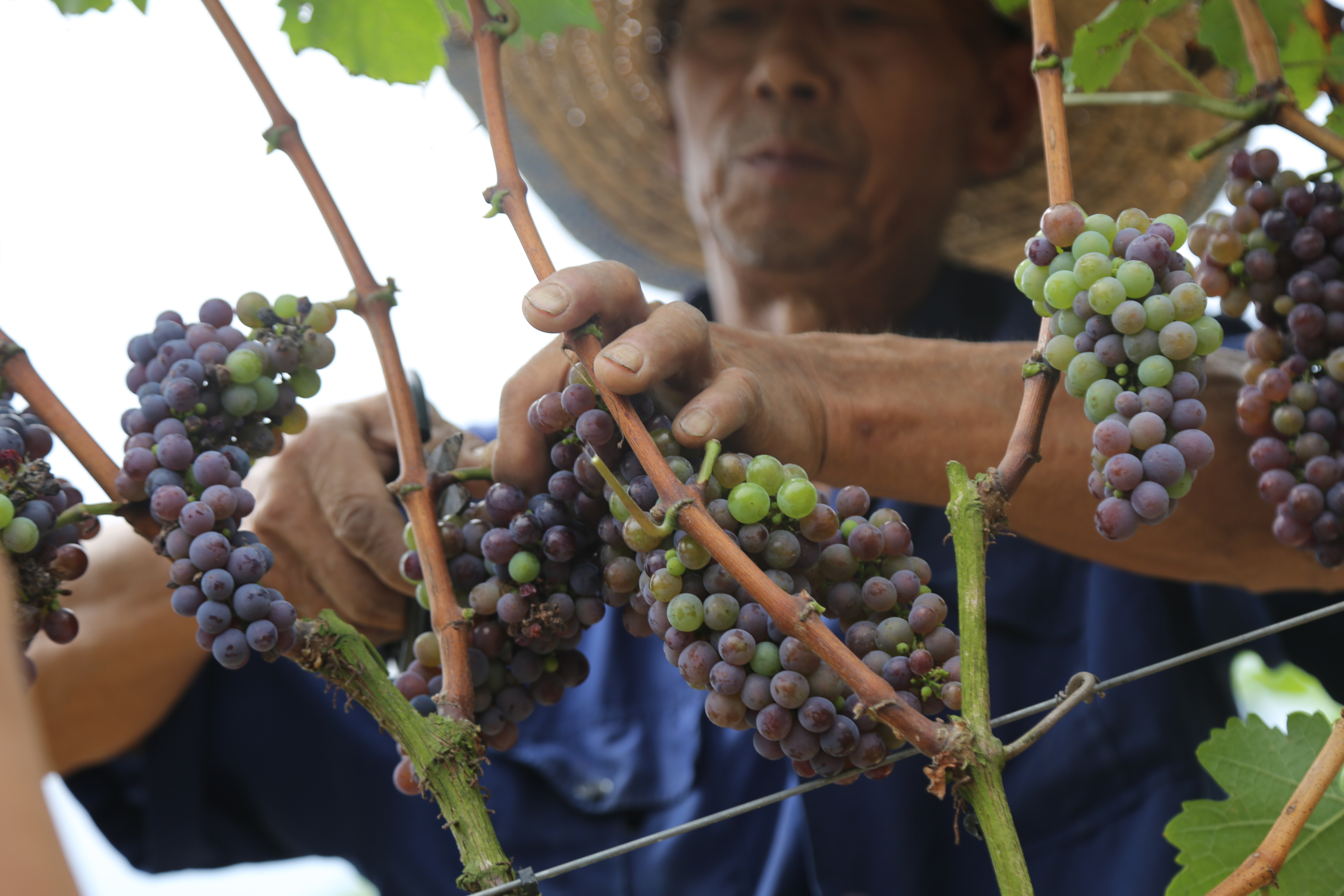 小葡萄串起村民致富梦,小葡萄为乡村振兴注入新动力