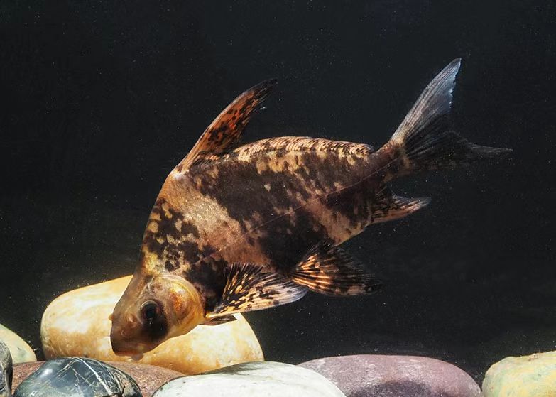 秘境之眼·人类之友日历|胭脂鱼:穿游亿万年的“亚洲美人鱼”