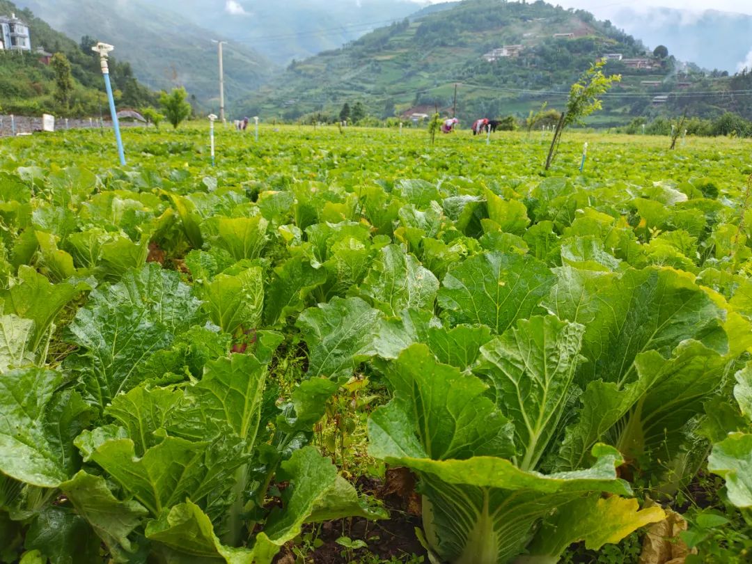 今年大白菜又丰收了,有机大白菜多少钱一斤