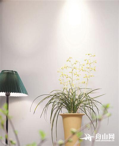 舟山兰花,浙江舟山定海区兰花