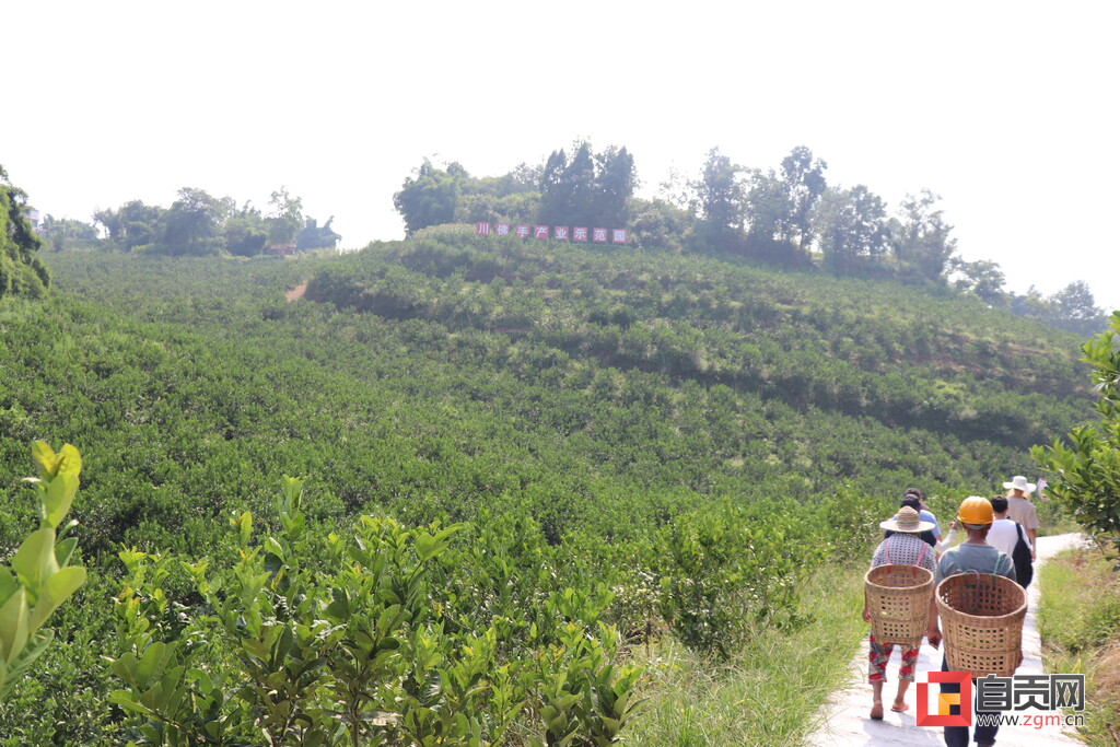 富顺产业规划,四川省富顺县李桥