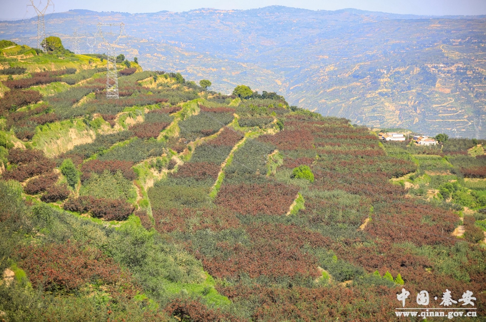 秦安王铺花椒种植技术,秦安多措并举保障花椒丰产丰收