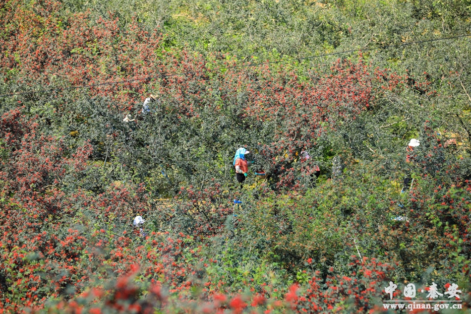 秦安王铺花椒种植技术,秦安多措并举保障花椒丰产丰收