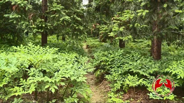 观察丨“青山”可*款贷**变现为“金山”，这个县在全省作出了探索