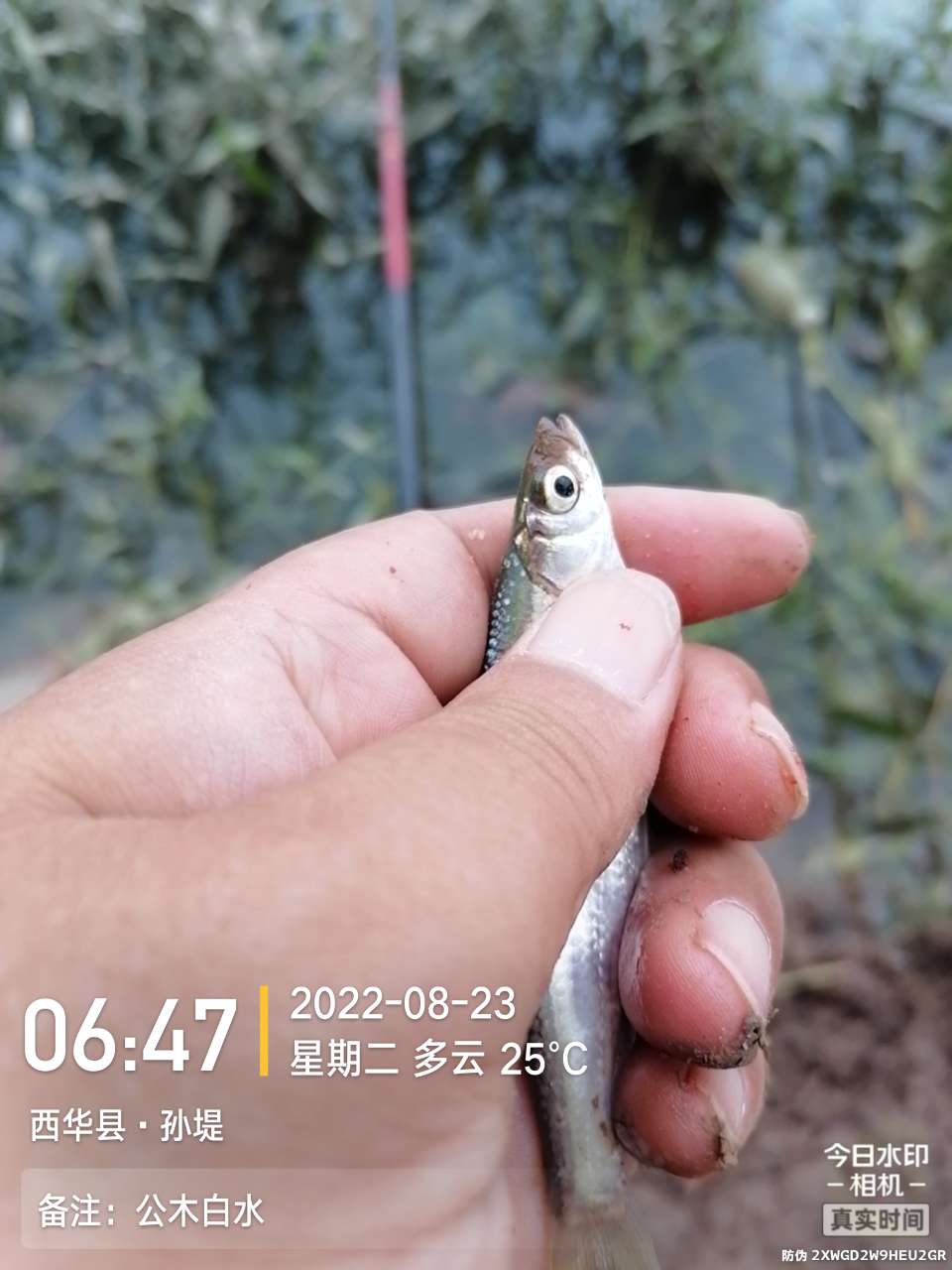 8月里面的鱼怎么钓,钓位选什么鱼最好