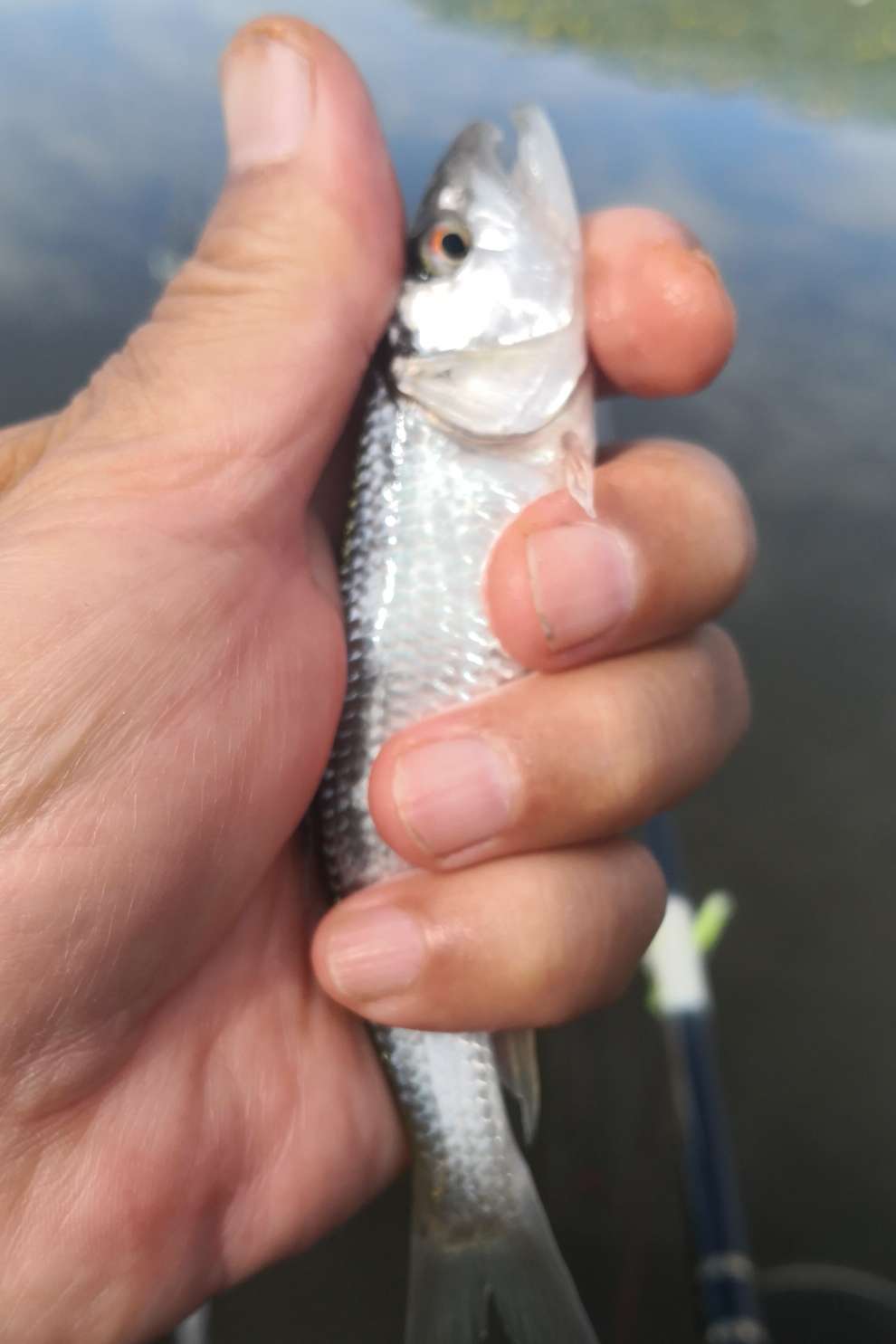海兰湖野钓好去处,海兰湖钓鱼最佳地点