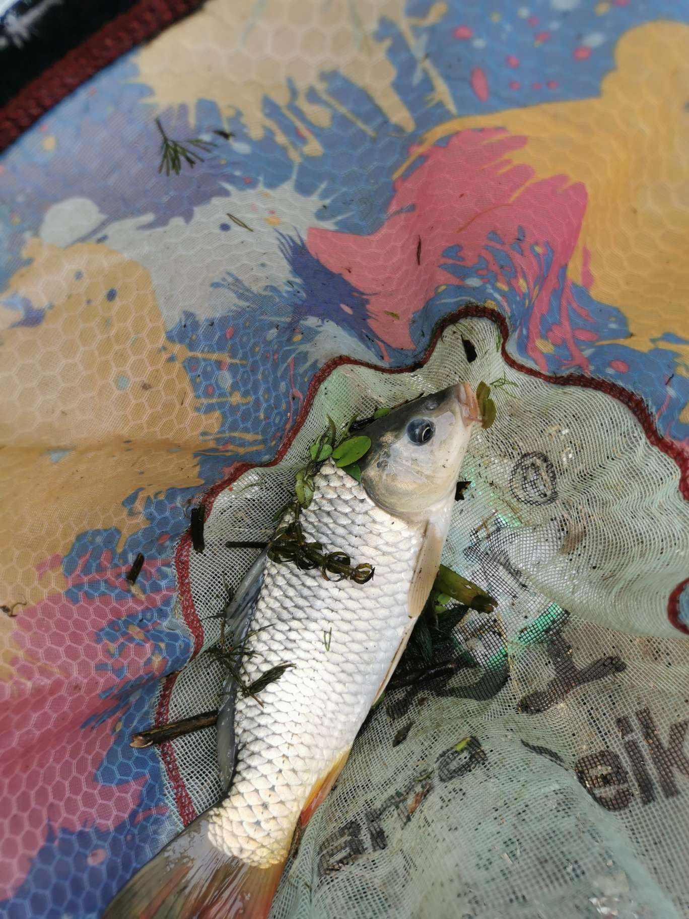 「浮钓2095」2095初显成效！野钓、黑坑果然通杀